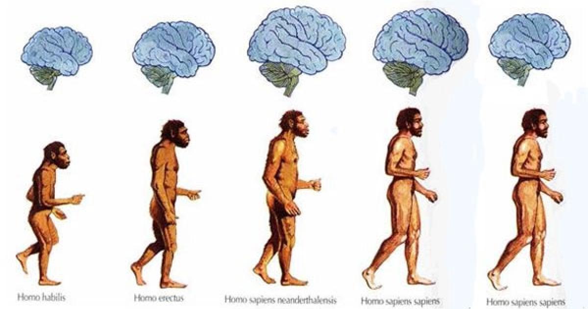 Scientists are alarmed by shrinking of the human brain