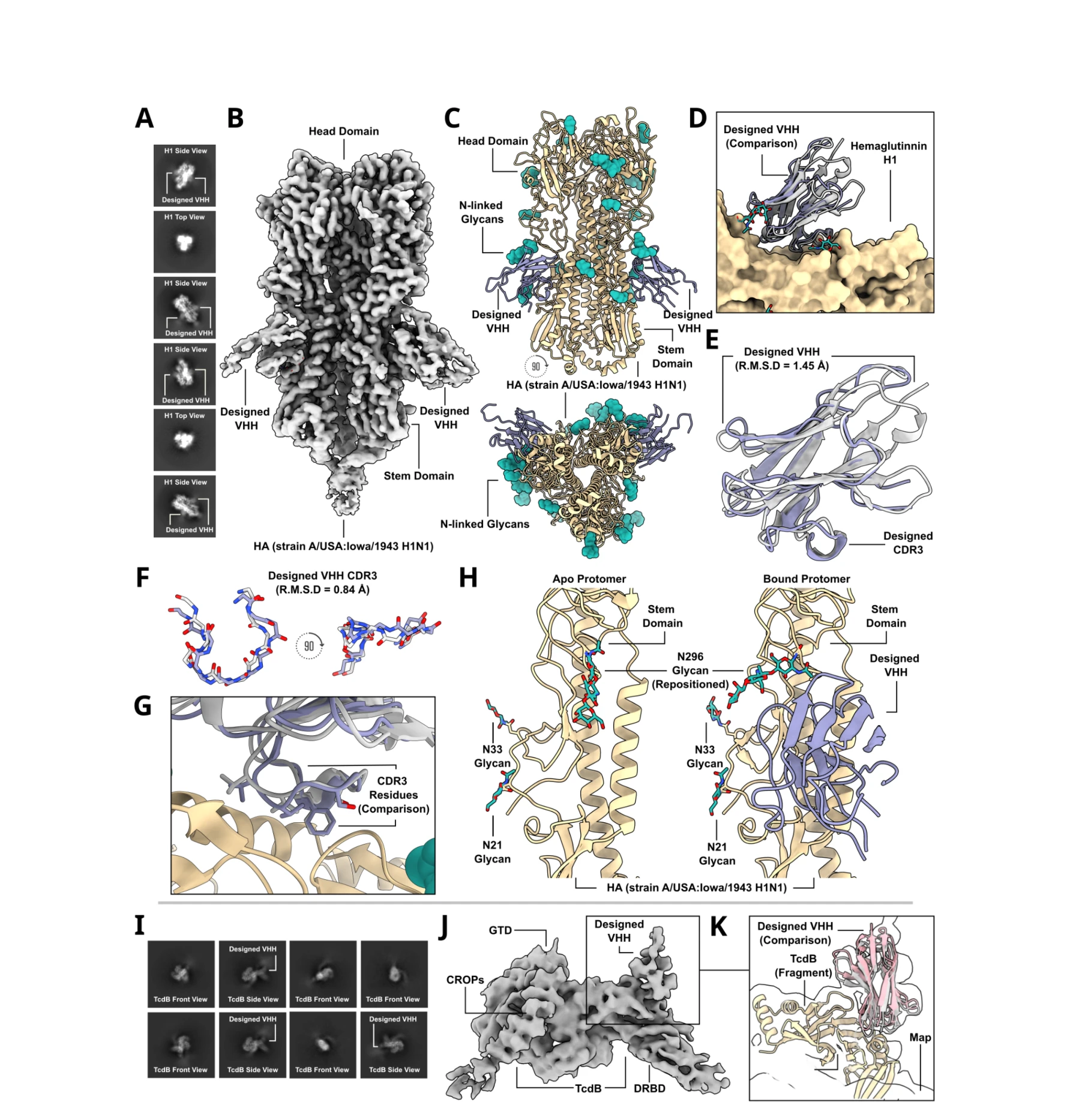 Figure 3: Cryo-EM structural characterization of two de novo designed VHHs